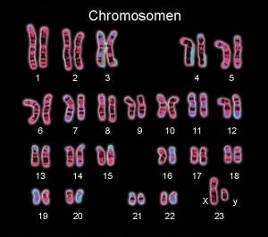 chromosomen